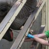 CBD  cannabis Warsaw zoo testing effect of hemp oil on elephants’ stress