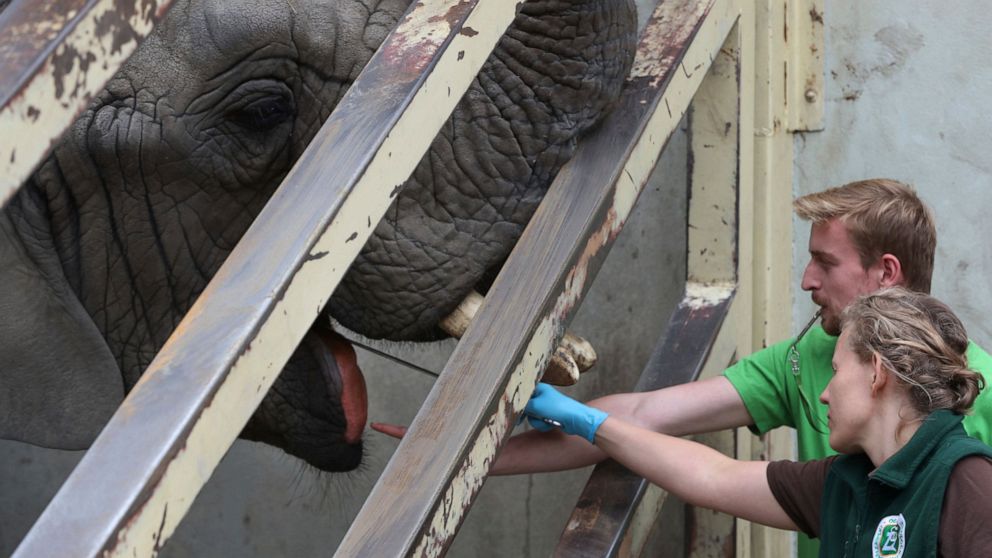CBD  cannabis Warsaw zoo testing effect of hemp oil on elephants’ stress